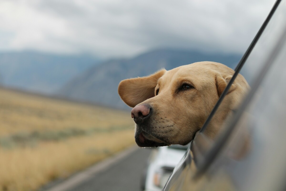 car pet